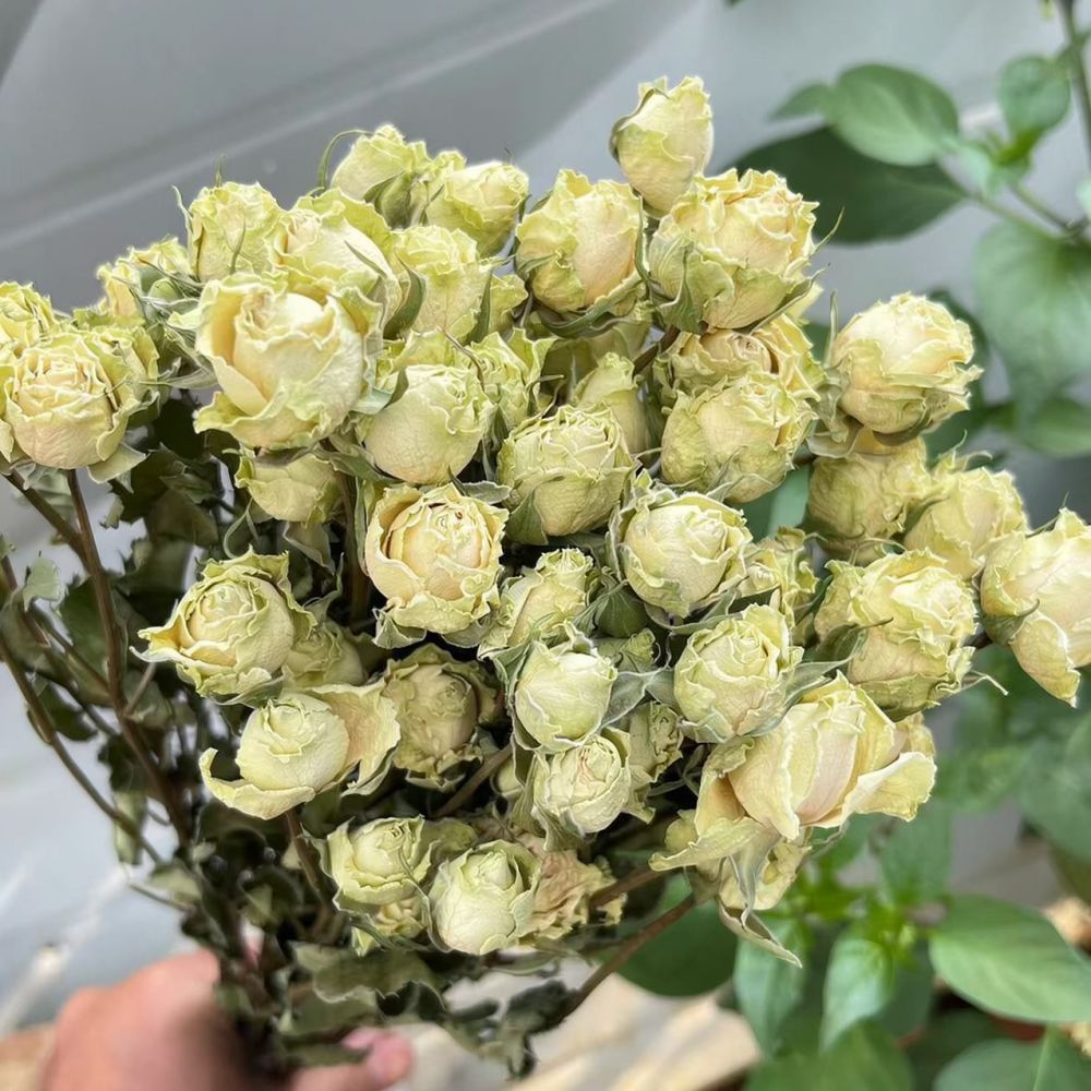 Rosas naturales preservadas, r - Resin Craft Ideas reseña y precio